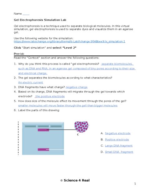 Gel Electrophoresis Simulation Answers Doc