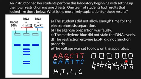 Gel Resolution 8: A Comprehensive Guide to Achieving Optimal Gel Electrophoresis Results