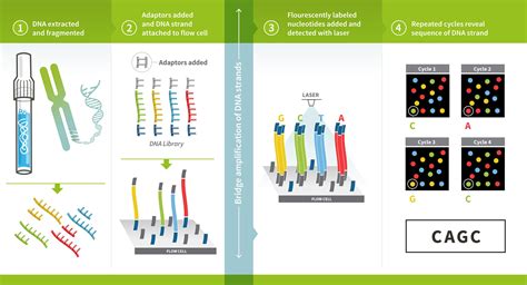 Gel Resolution 8: Unveiling the Latest Advancements in DNA Sequencing