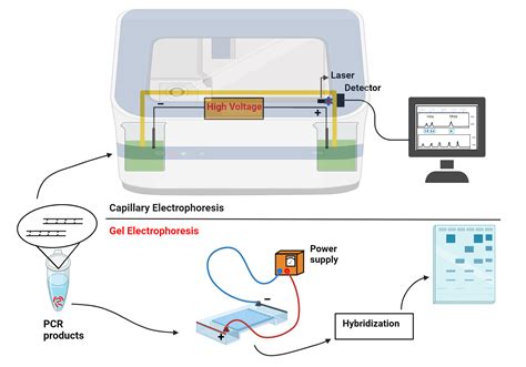 Gel-Resolution 9: Unleashing the Power of High-Resolution Gel Electrophoresis