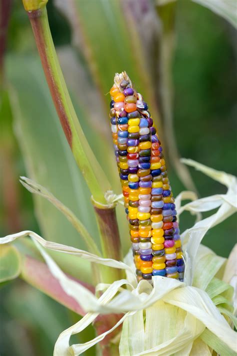 Gem Corn: A Botanical Enigma