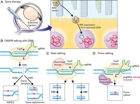 Gene Editing for Personalized Therapeutics: