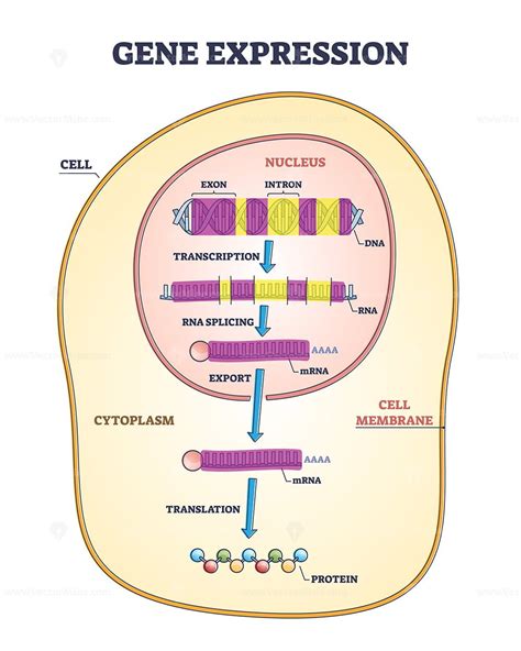 Gene Expression Reader