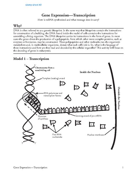 Gene Expression And Regulation Answer Key Epub