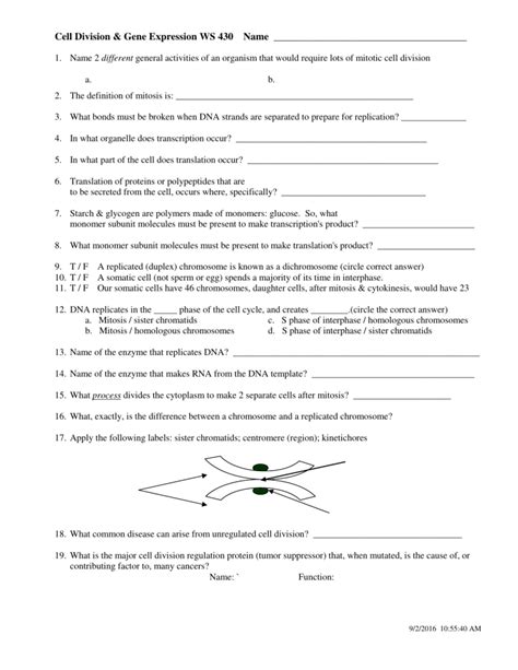 Gene Expression In Development And Cell Division Worksheet Answers Epub