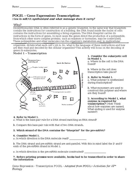 Gene Expression Pogil Answer Key Epub