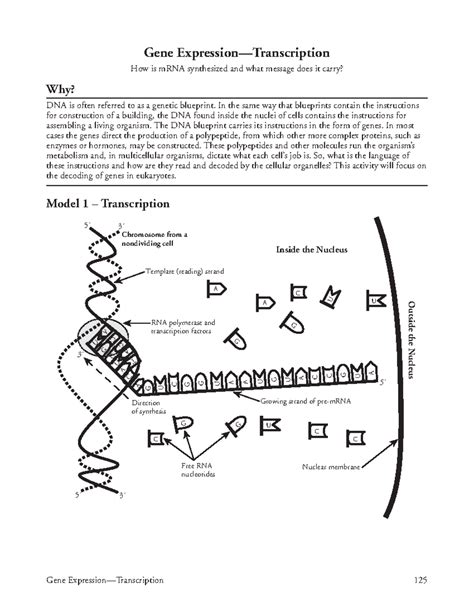 Gene Expression Transcription Answers Reader