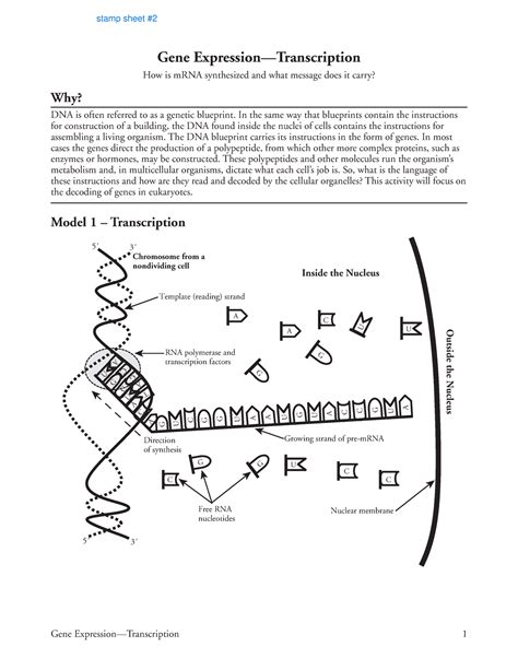 Gene Expression Transcription Pogil Packet Answers Reader