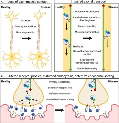 Gene Transfer and Therapy in the Nervous System Reader