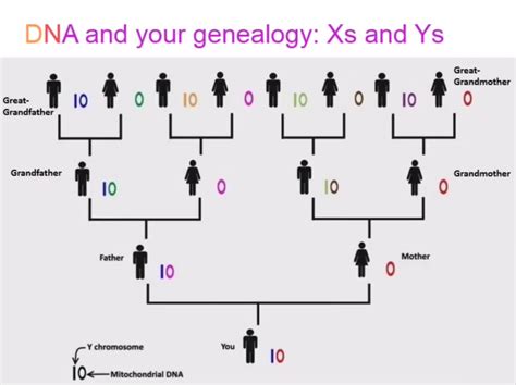 Genealogical Genetic Structure Doc
