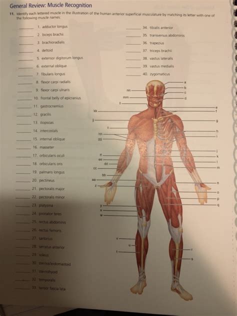 General Review Muscle Recognition Answers PDF