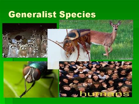 Generalist Species Examples: Adaptable Survivors in Diverse Ecosystems