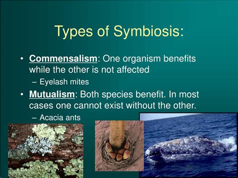 Genesis of the Symbiotic Alliance