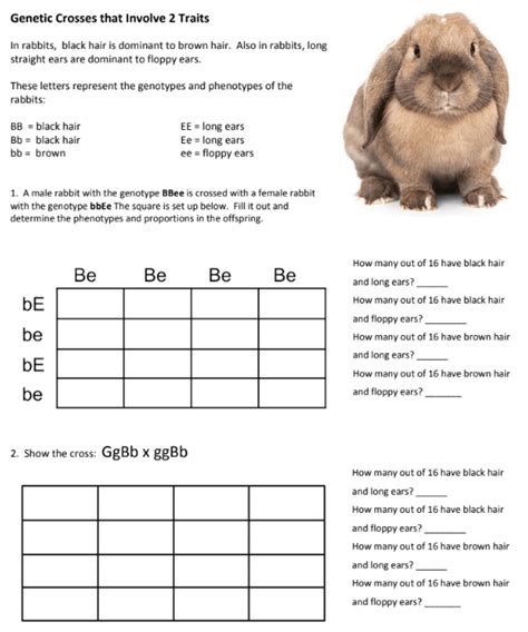 Genetic Crosses That Involve 2 Traits Worksheet Answers Epub