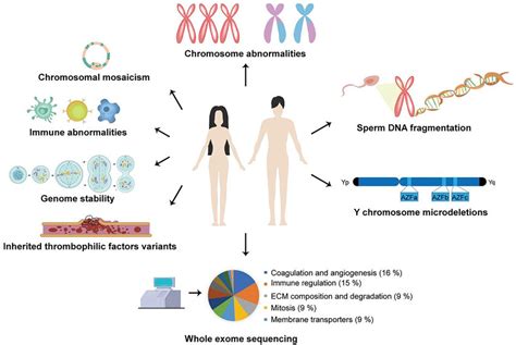 Genetic Factors Contributing to Rogue Shorty