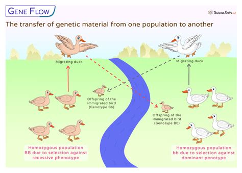 Genetic Flow vs. Drift: Unraveling the Dynamics of Gene Pool Evolution