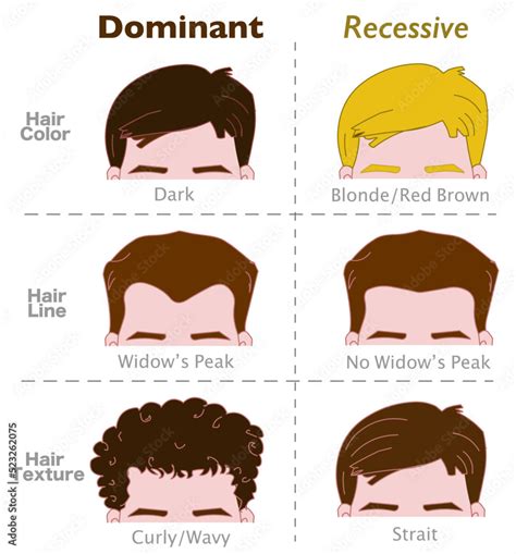 Genetic Hair Color Chart