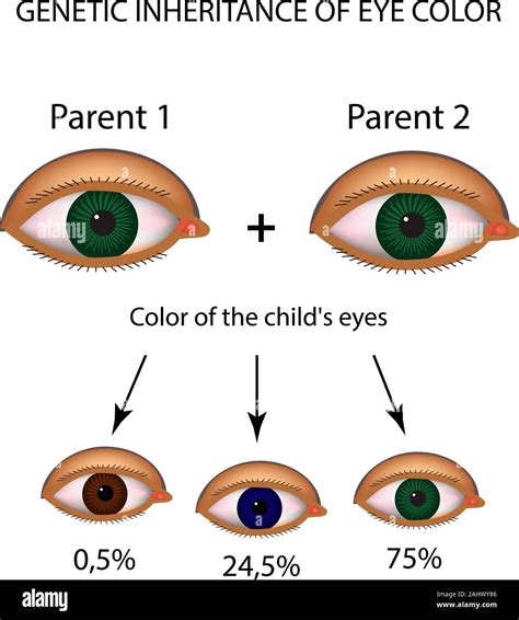 Genetic Inheritance and Iris Coloration