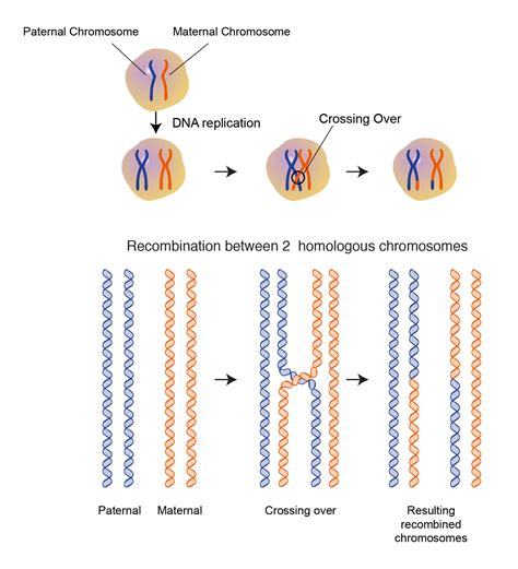 Genetic Recombination Epub