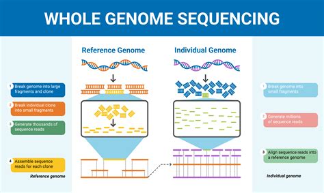 Genetic Sequencing: