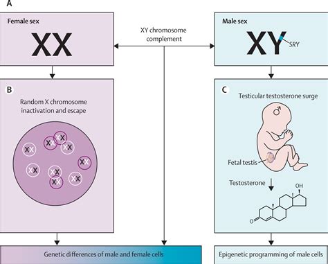 Genetic Sex