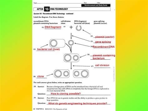 Genetic Technology Reinforcement And Study Guide Answers Epub