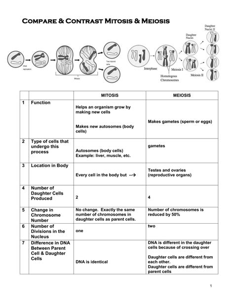 Genetics Comparing Mitosis Meiosis Answer Key Epub