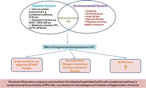 Genetics and Environmental Factors