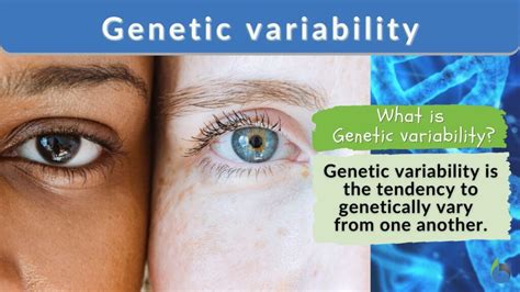 Genetics of Cellular, Individual, Family, and Population Variability PDF