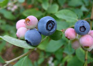 Georgia's Blueberry Hotspots