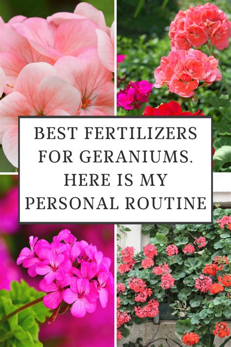 Geraniums Fertilizer: 10,000+ Characters to Supercharge Your Blooms!