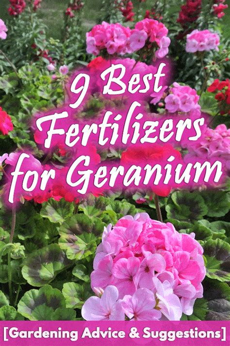 Geraniums Fertilizer: 10 Essential Nutrients for Bountiful Blooms