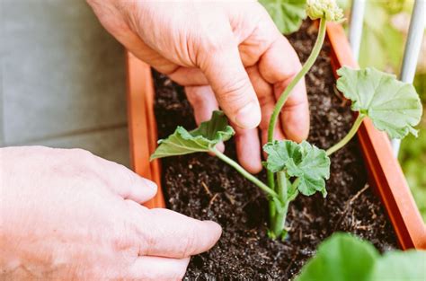 Geraniums Fertilizer: 12 Amazing Facts You Need to Know