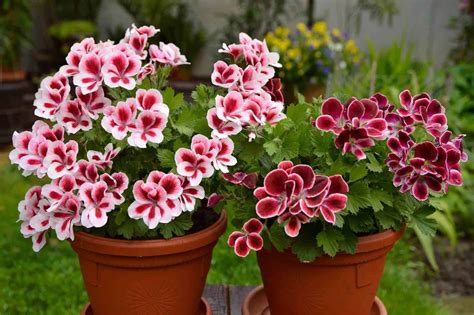 Geraniums Fertilizer: The Ultimate Guide for Happy and Thriving Blooms