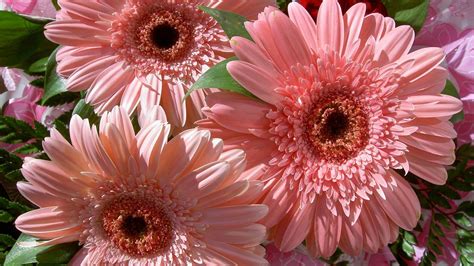 Gerberas