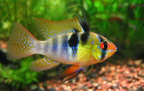 German Blue Ram