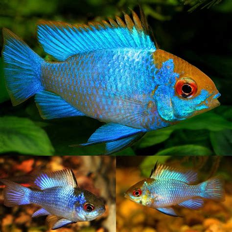 German Blue Ram Fish: A Comprehensive Guide to the Electric Blue Jewel