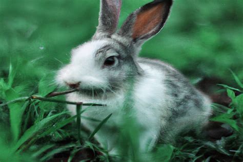 German Bunny Rabbits: The Enchanting Companions and Exhibition Showstoppers