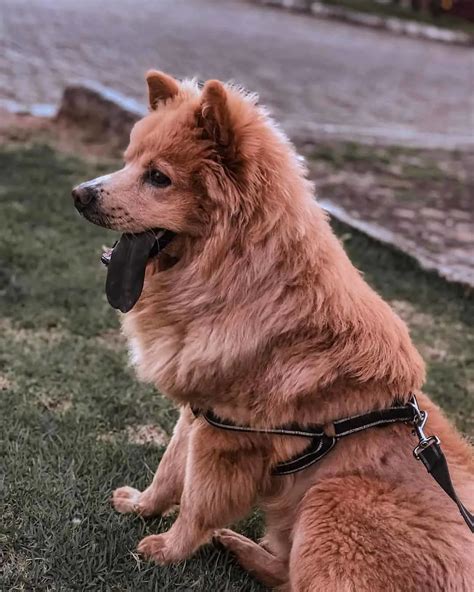 German Shepherd Chow Chow Mix: The Ultimate Guide to the Regal and Loyal Teddy Bear