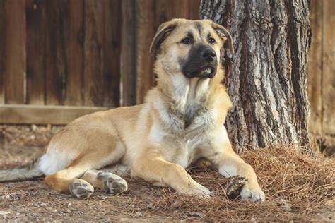 German Shepherd Pyrenees mix