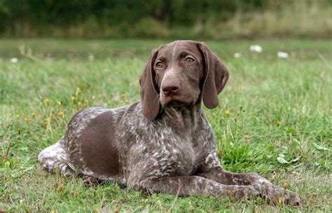 German Shorthaired Pointer: Your Ideal Canine Companion