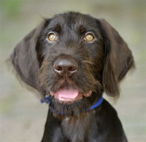 German Wirehaired Pointer Rescue: A Lifeline for Man's Best Friend