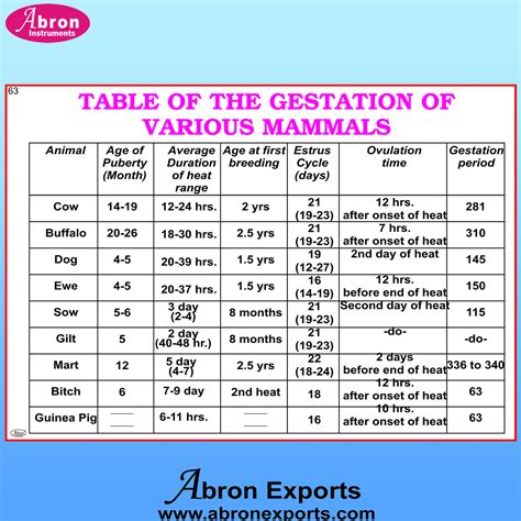 Gestation Period For Animals Chart