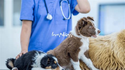 Get Ready for a Furry Feast! Low-Cost Vaccinations for 5,000+ Pets