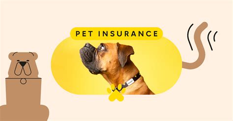 Get the Best Coverage for Your Furry Friend