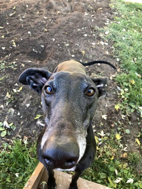 Get to know the Greyhounds: A Gentle Giant with a Heart of Gold