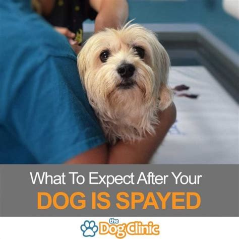 Getting A Dog Spayed: The Ultimate Guide to Spaying Your Dog