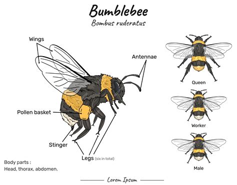 Getting Buzzed: Understanding the Anatomy of Bumblebee