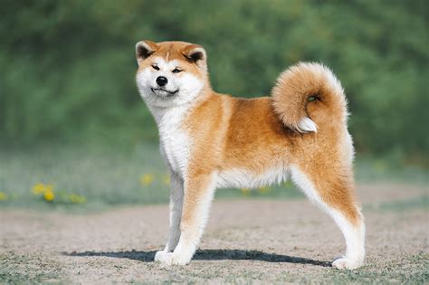 Getting an Akita Inu: The Ultimate Price Breakdown