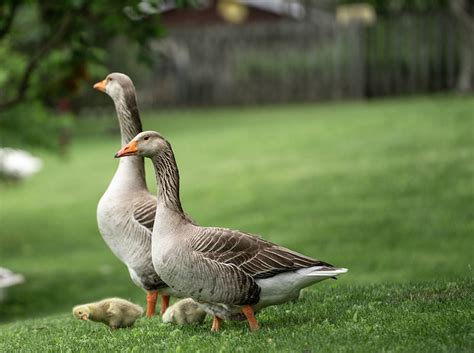 Getting to Know Goose Residents